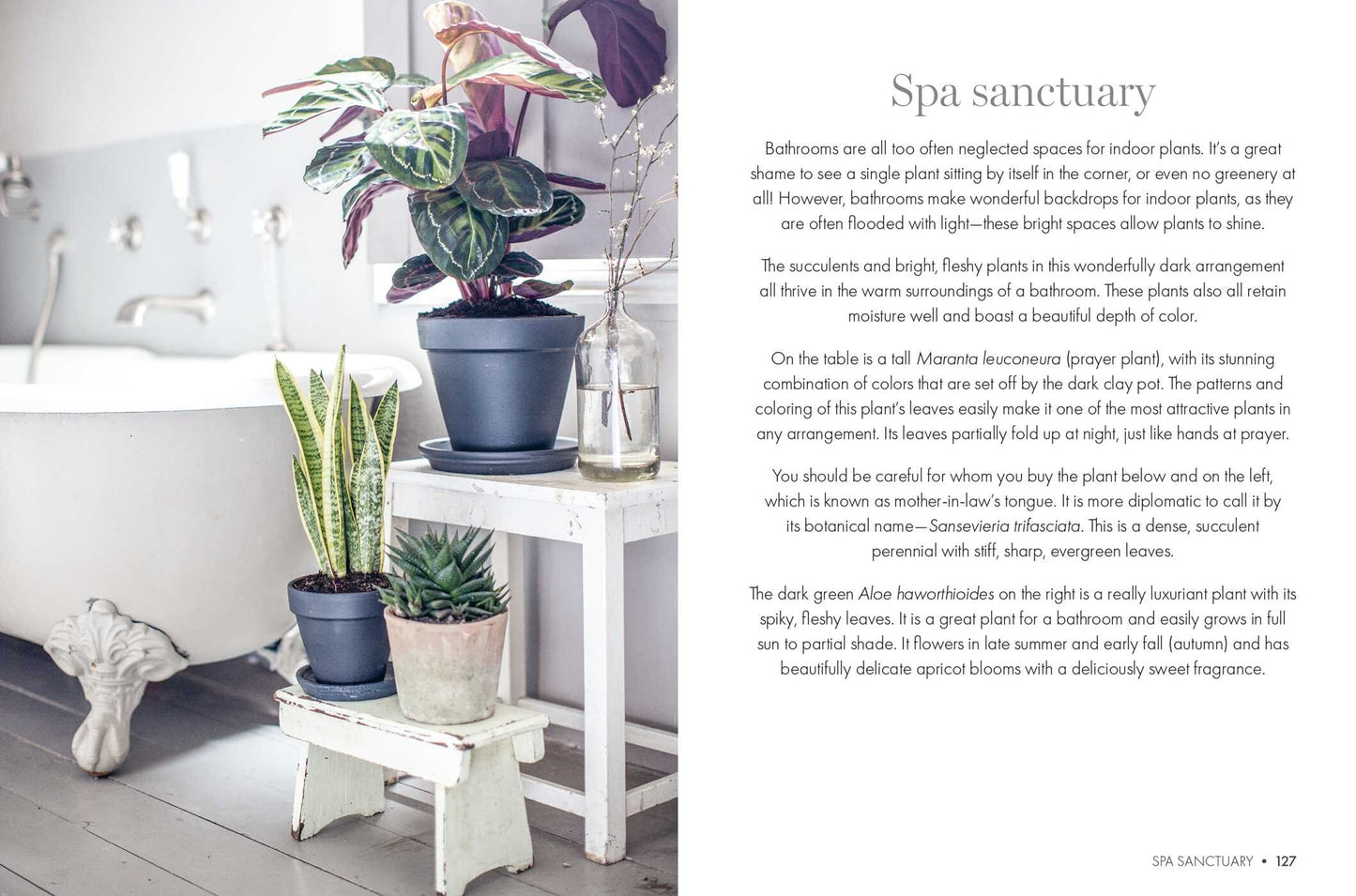 Happy Houseplants