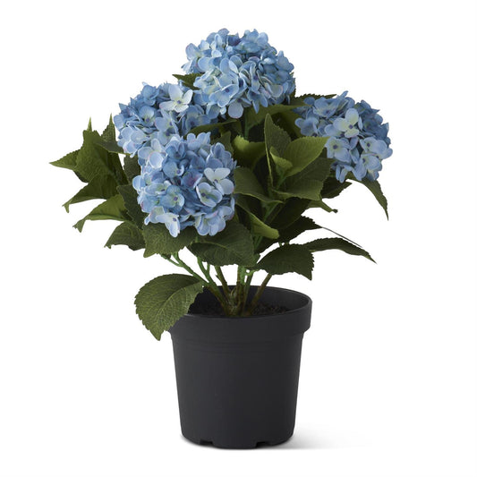 Potted Hydrangea Blue Bloom