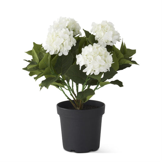 Potted Hydrangea White Blooms