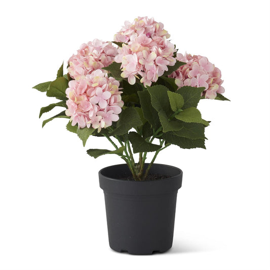 Potted Hydrangea Pink Blooms