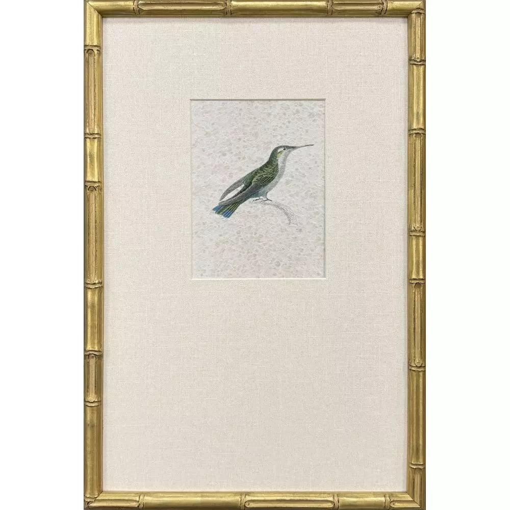 Antique Hummingbirds-4 Framed Print by Paragon