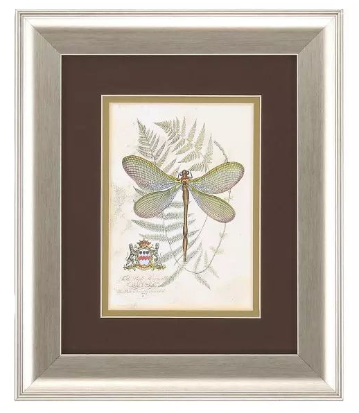 Dragonfly-2 Framed Print by Paragon